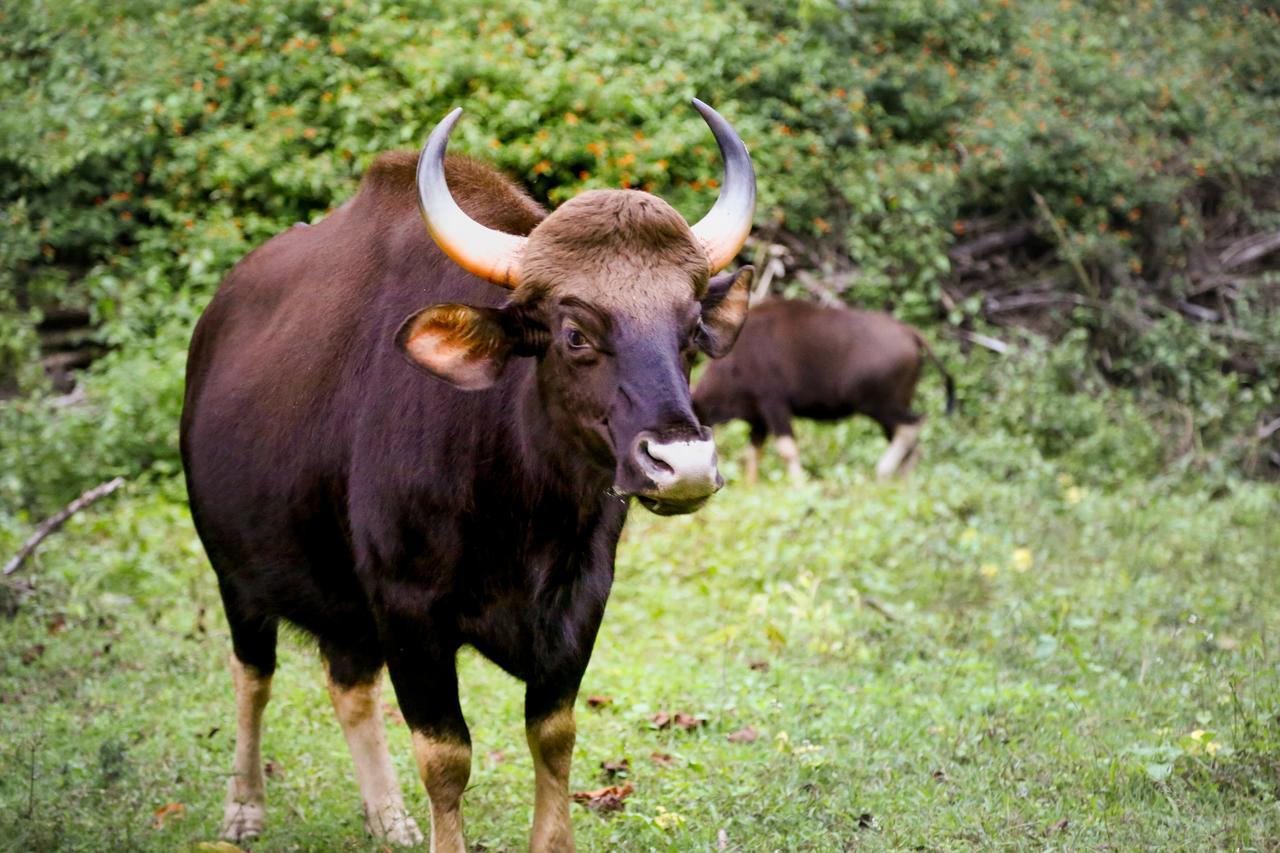 Kings Sanctuary Nagarhole & Kabini Hunsur Екстер'єр фото